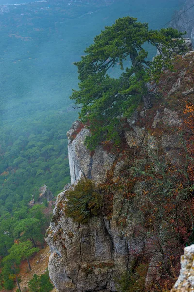 Высокие Крутые Скалы Ель Горном Вертикальном Ландшафте — стоковое фото