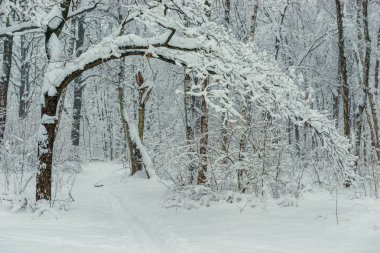 Ormanda bir rüzgârla oluşan kar yığını ile kışın kapalı bir eğri ağaç dalı