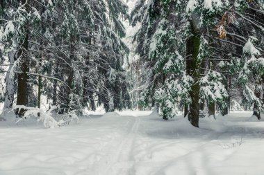 Bir kar fırtınası - kar sonra güzel orman dalları kaplı