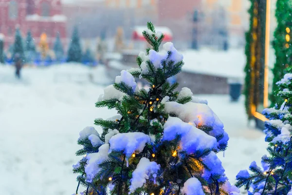 Groene Spar Bedekt Met Sneeuw Aangekleed Met Een Lichte Krans — Stockfoto