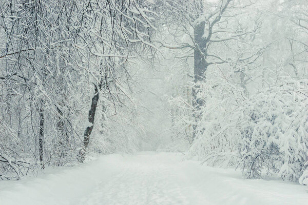 Winter empty forest during a snowstorm, cold landscape