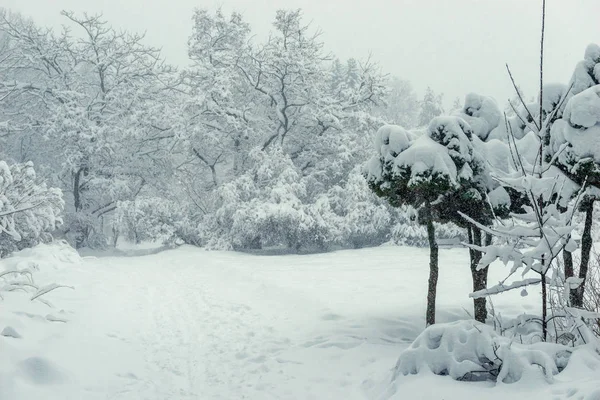 Belas Árvores Extravagantes Parque Paisagem Coberta Neve Janeiro — Fotografia de Stock