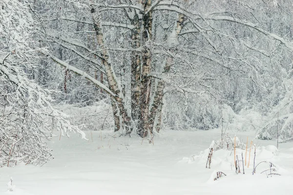 Grupo Abedules Bosque Foto Invierno Paisaje Cubierto Nieve —  Fotos de Stock