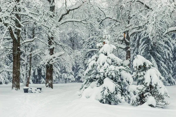 Pequeños Abetos Esponjosos Parque Invierno Cubiertos Nieve Hermosa Naturaleza —  Fotos de Stock