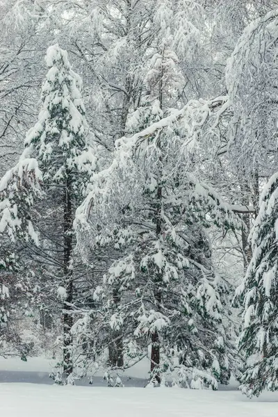 雪に覆われた冬の写真 垂直の冬の風景 — ストック写真
