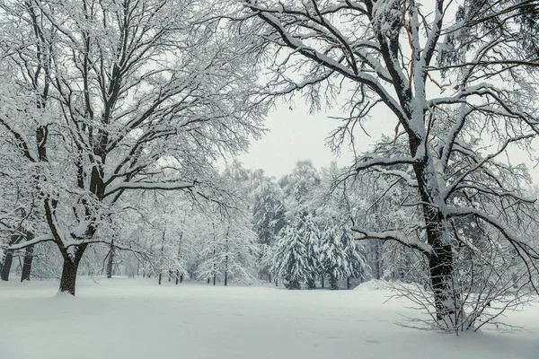 Kaunis Talvi Metsä Lumisateen Jälkeen Pilvinen Kylmä Sää — kuvapankkivalokuva