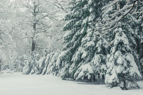 Nåletræer Vinteren Naturlige Vinterlandskab Baggrund - Stock-foto