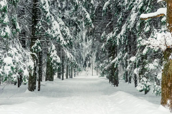 Lesní Cesta Zimním Lese Krásná Krajina Horizontální — Stock fotografie