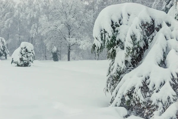 Dérives Neige Sur Les Branches Des Arbres Épinette Dans Forêt — Photo