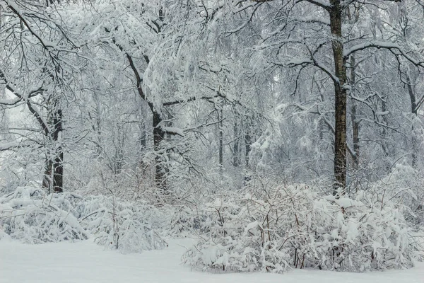 在冬天的午后降雪后 雪中的树木和灌木丛神奇美丽的森林 — 图库照片
