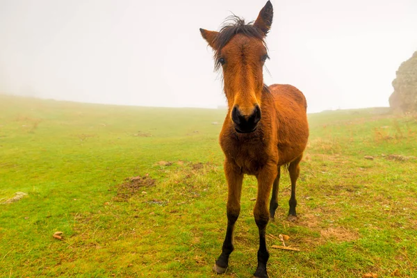 Little Brown Foal Foggy Day Field — Stock Photo, Image