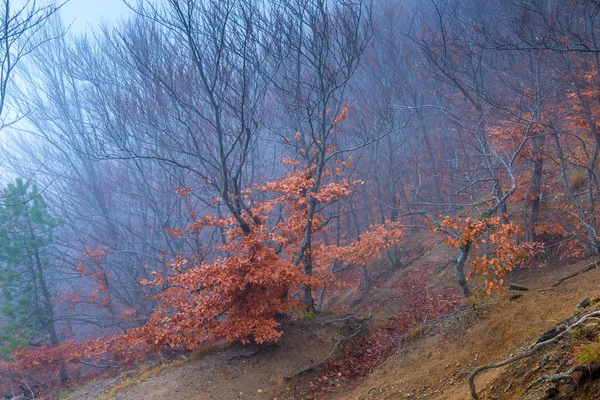 Mystical landscape - in the mountains on the slope of trees in the autumn overcast and foggy day