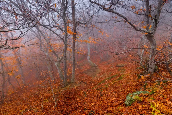 Misty Herfstdag Landschap Bergen Het Kader Van Bomen Met Gevallen — Stockfoto