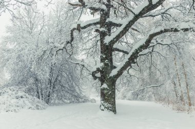Karla kaplı kış parkında büyük bir dallı ağaç