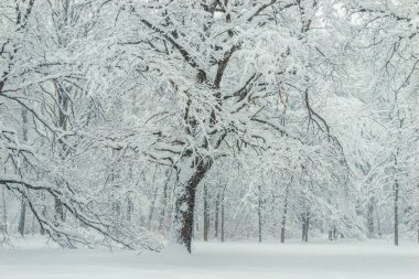 Kadife güzel orman soğuk kış, güzel manzara kar yağışı sonra