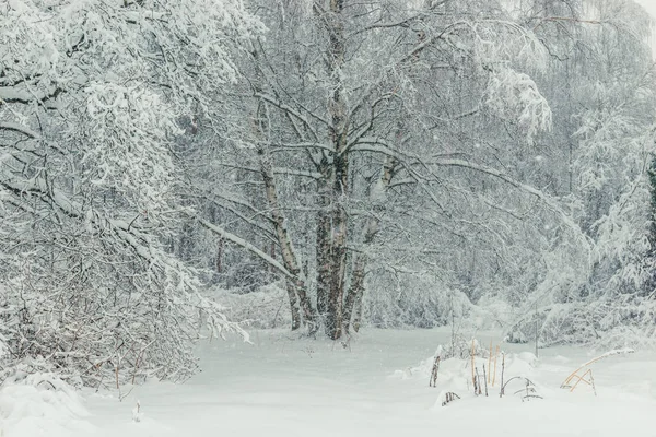 Grupo Abedules Cubiertos Nieve Bosque Foto Invierno —  Fotos de Stock