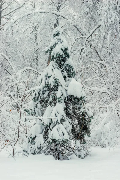 Jeune Épinette Dans Forêt Hiver Beau Paysage — Photo