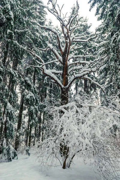 Árvore Autêntica Neve Floresta Inverno — Fotografia de Stock