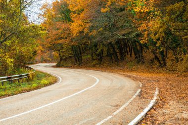 Dağlarda, sarı yaprakları ile güzel sonbahar ağaçlar virajlı bir yol