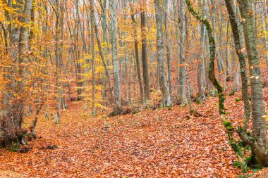 manzara - Ekim ayında sonbahar yaprak döken orman dağlarda