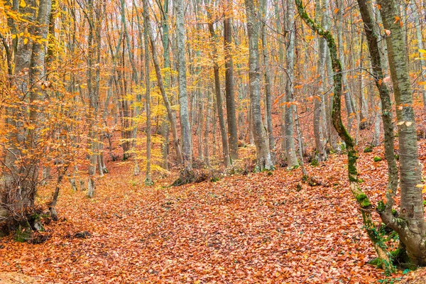 Krajobraz Jesień Las Liściasty Październiku Górach — Zdjęcie stockowe