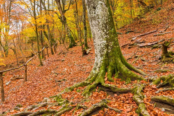 Bomen Met Sterke Wortels Een Berghelling Herfst Landschap — Stockfoto