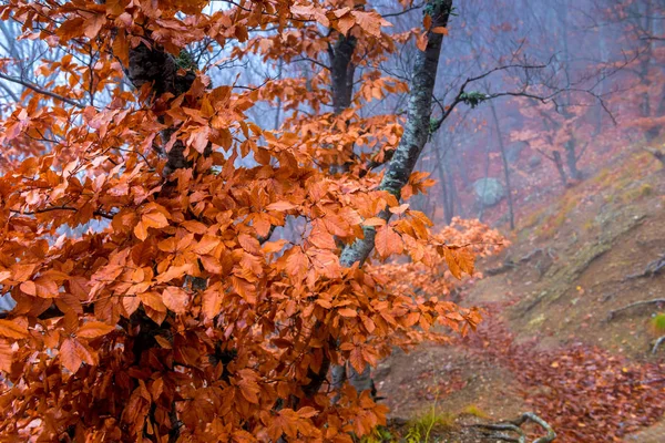 Czerwony Drzewo Zbliżenie Liści Jesień Krajobraz Górach Mgle — Zdjęcie stockowe
