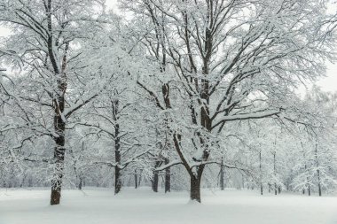 Ormanda kar yağışı bulutlu sonra soğuk yayılan ağaç