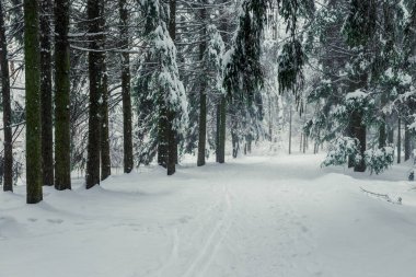 Orman yolu karla kaplı bir kar fırtınası sonra güzel manzara 