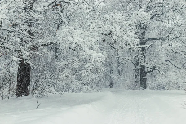 Winter forest, met sneeuw bedekte pad en bomen bedekt met sneeuw, wi — Stockfoto
