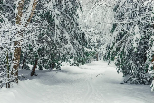Прогулка по белому, зимнему, свежему лесу — стоковое фото