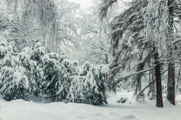 Paysage dans la forêt d'hiver - épinettes aux branches lourdes — Photo