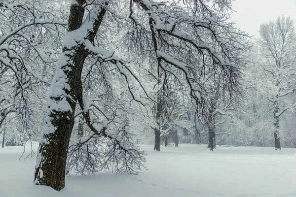 Em primeiro plano é uma grande árvore branchy coberto com neve, um w — Fotografia de Stock