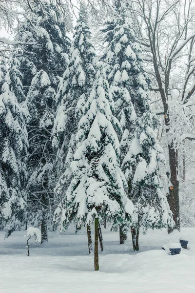 Hermoso bosque mágico después de una nevada en el día de invierno comió —  Fotos de Stock