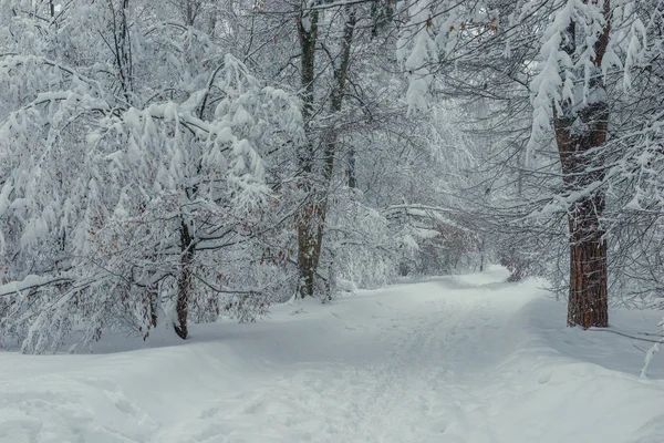 Piękny park zimą po obfitych opadów śniegu w zimie dzień — Zdjęcie stockowe