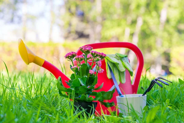 Инструменты садовник и красивый цветок в кастрюле крупным планом в б — стоковое фото