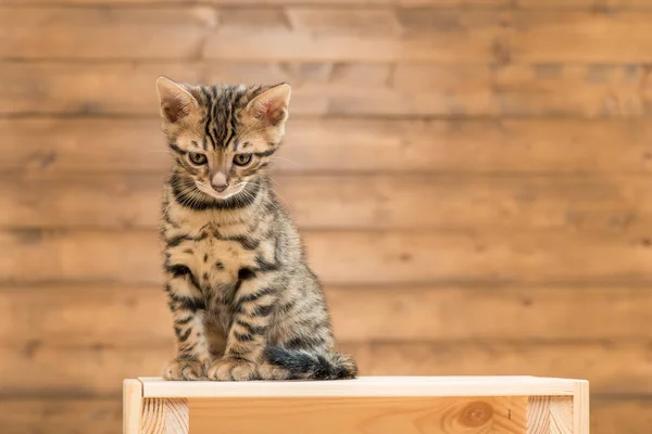 Hermoso pequeño bengala gatito mirando hacia abajo mientras sentado en un w —  Fotos de Stock