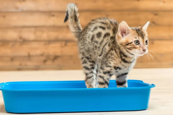 Портрет полосатого умного котенка на подносе унитаза — стоковое фото