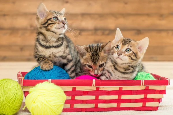 В плетеной корзине сидят три котенка бенгальской породы плейби — стоковое фото