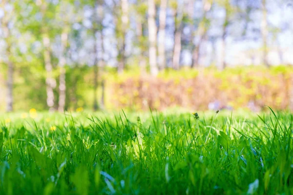 Natural background - lawn spring grass close up, space for inscr — Stock Photo, Image