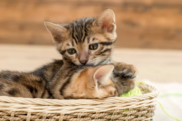 Little brown striped bengal kittens in a wicker basket — Stock Photo, Image