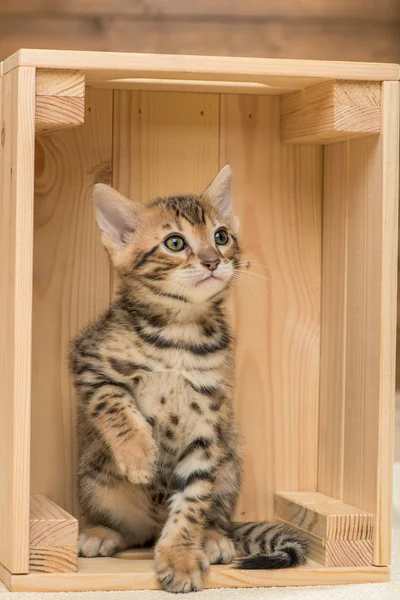 Портрет котенка бенгальской породы в деревянной коробке — стоковое фото