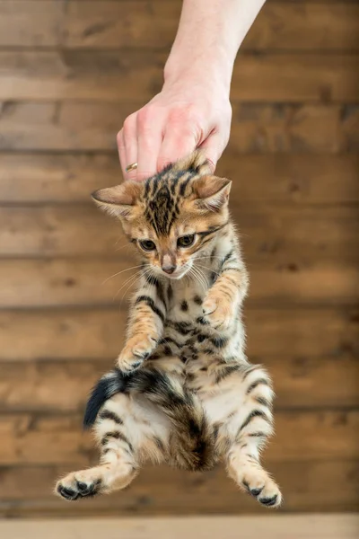 Ember keze tart egy kiscica a Mar, tanít, hogy a WC — Stock Fotó