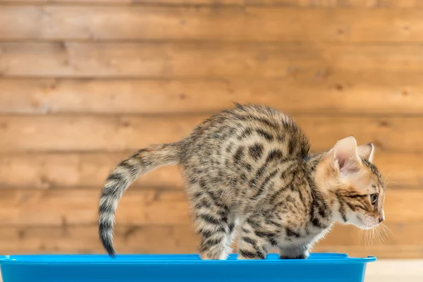 トイレトレイの子猫クローズアップポートレート、ベンガル品種 — ストック写真
