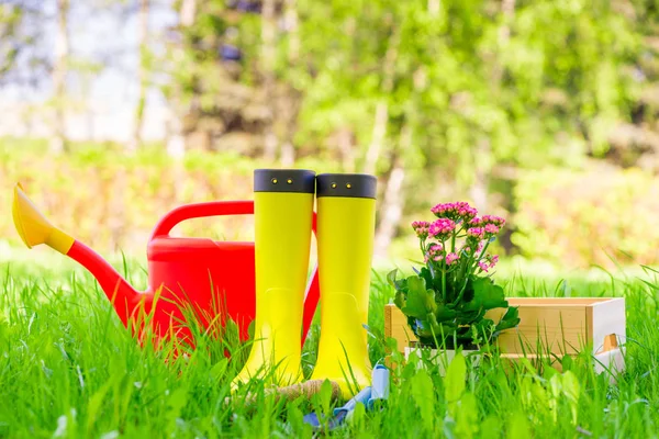 Bela flor, botas amarelas e uma lata de rega em uma lei verde — Fotografia de Stock