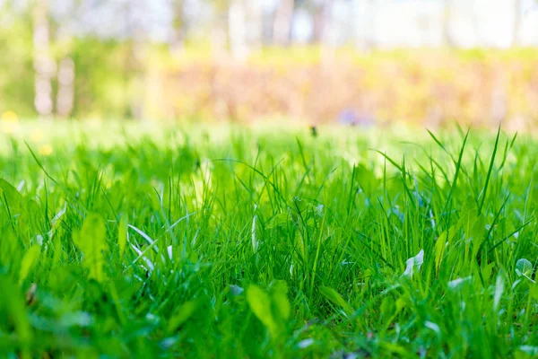Natürliche Hintergrund saftig Rasen Frühling Gras Nahaufnahme — Stockfoto