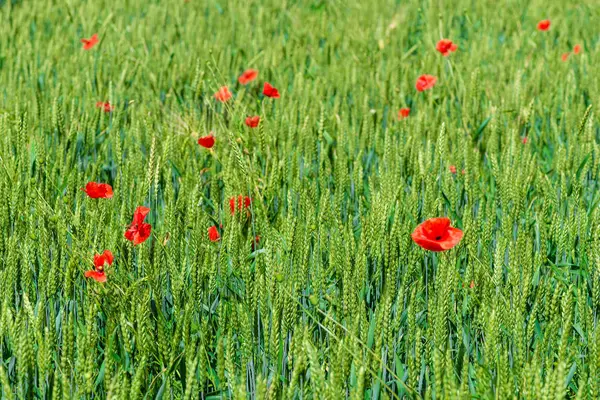 Beautiful red poppies grow in a wheat field among ears of corn — Stock Photo, Image