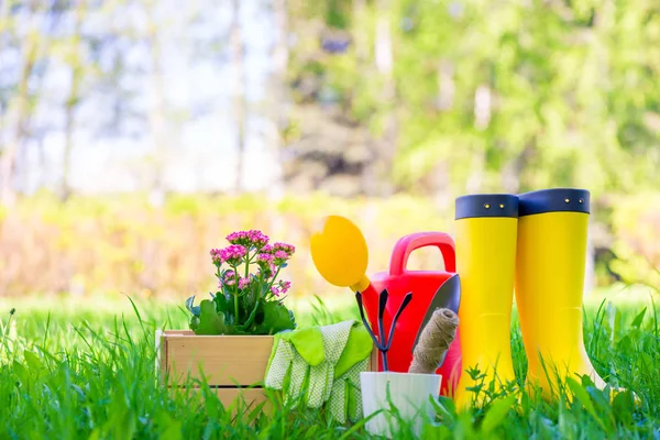 Mooie bloem in een houten kist voor het planten in de tuin, wat — Stockfoto