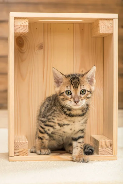 Fajtiszta kis cica ül egy fából készült doboz, Vértes portré — Stock Fotó