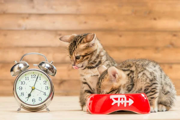 Konseptbilde er tid for frokost, to kattunger drikker mi – stockfoto